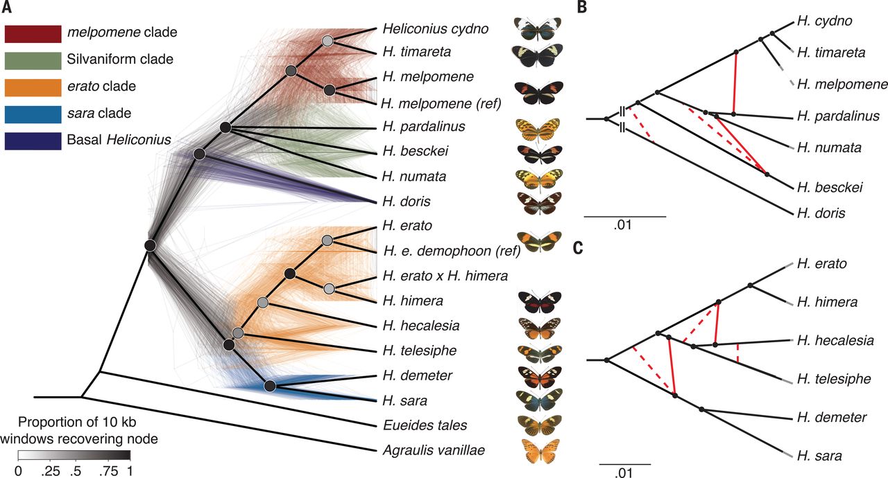 Two charts show different evolutionary models of butterfly lineages.